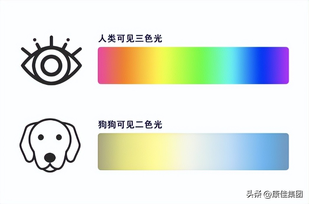 你家的猫和狗爱看电视？TA们真的看懂了吗？