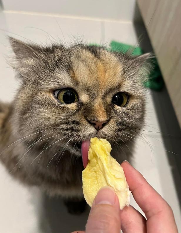 榴莲有点开口了有点长毛,榴莲靠近核的地方像长毛