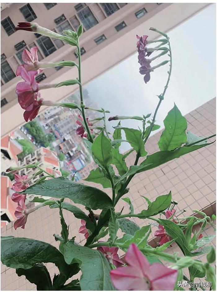 耐阴的花草怎么养,怎么养好阳台的花草