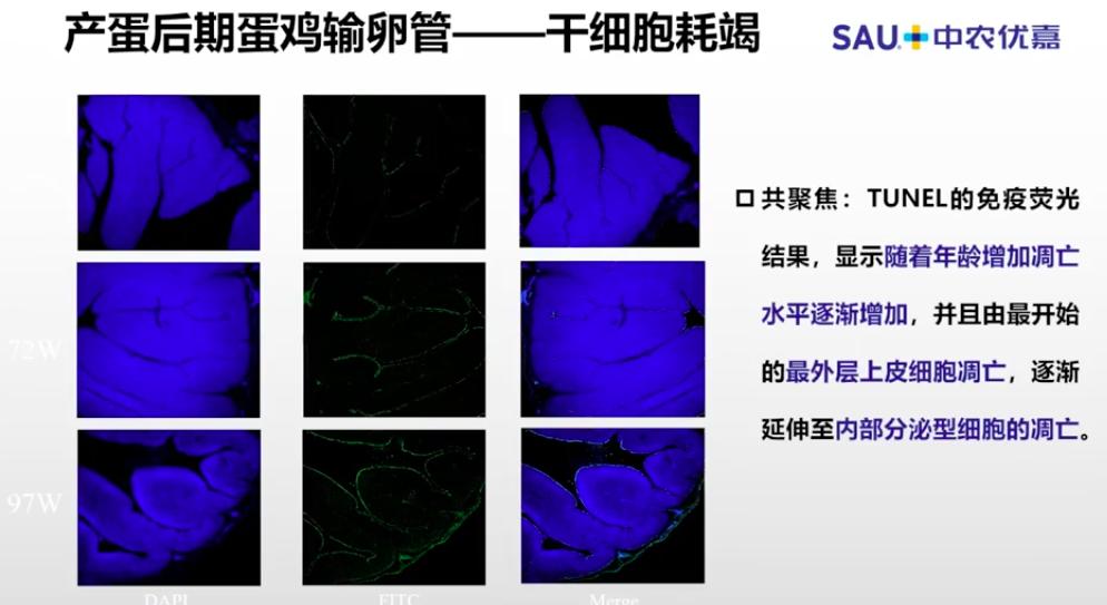 中农优嘉饲料好在哪方面,中农优嘉预混料质量怎么样
