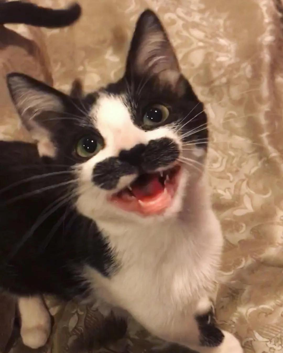因为长了嘴一字胡，奶牛猫无人领养，却因祸得福成了网红