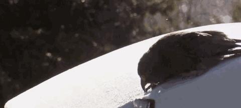 啄羊鹦鹉为什么不讨人喜欢,啄羊鹦鹉简介