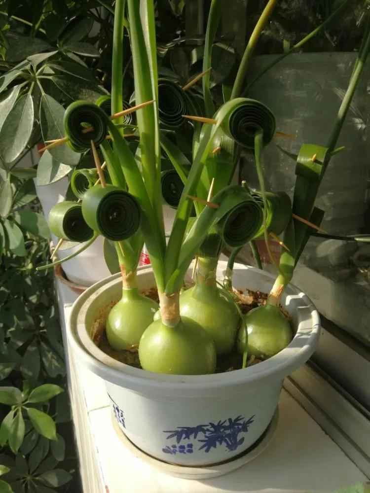 五种耐旱的花卉,5种花浇不死浇水越多长得越旺