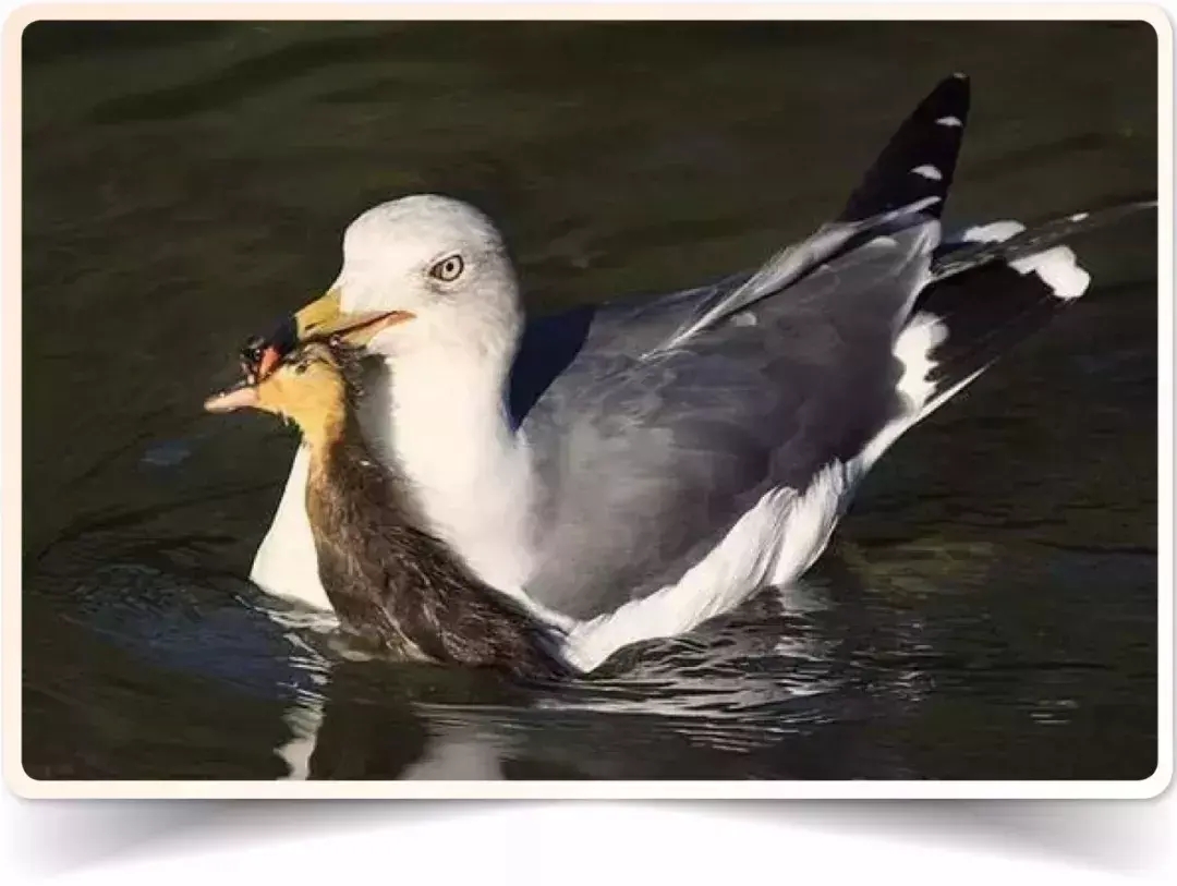 自然界中有哪些被自身蠢死的动物,自然界最会伪装的十种动物