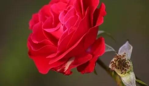 我想你了怎么办呀,我想你了怎么办高情商回答