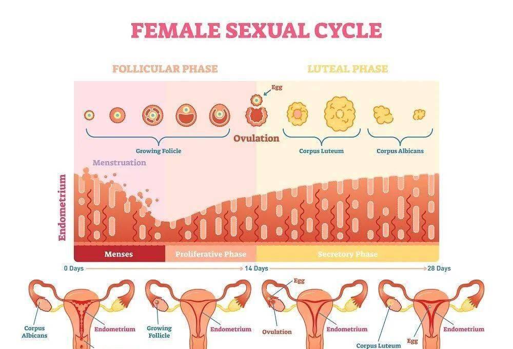 章泽天肚大如萝身材变化令人惊叹，露出不到3厘米的腿间距