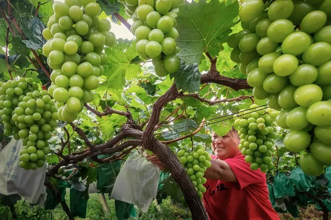 最好吃的爆浆葡萄,香甜爆汁葡萄