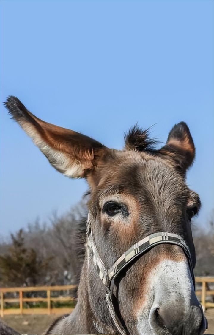 养三十头驴成本利润,养50头驴一年多少利润
