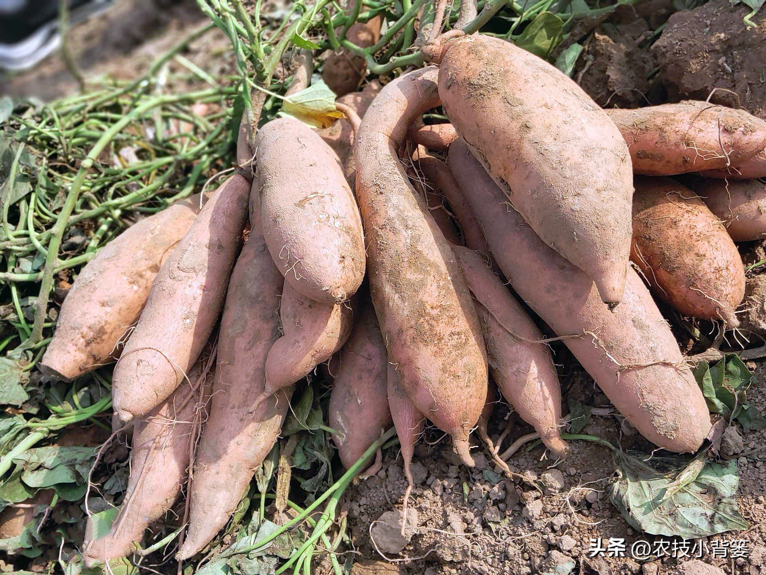 种地瓜如何日常管理高产,怎么种瓜种才高产呢