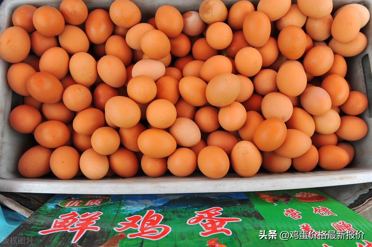 2023鸡蛋价格今日,2023年4月鸡蛋价格