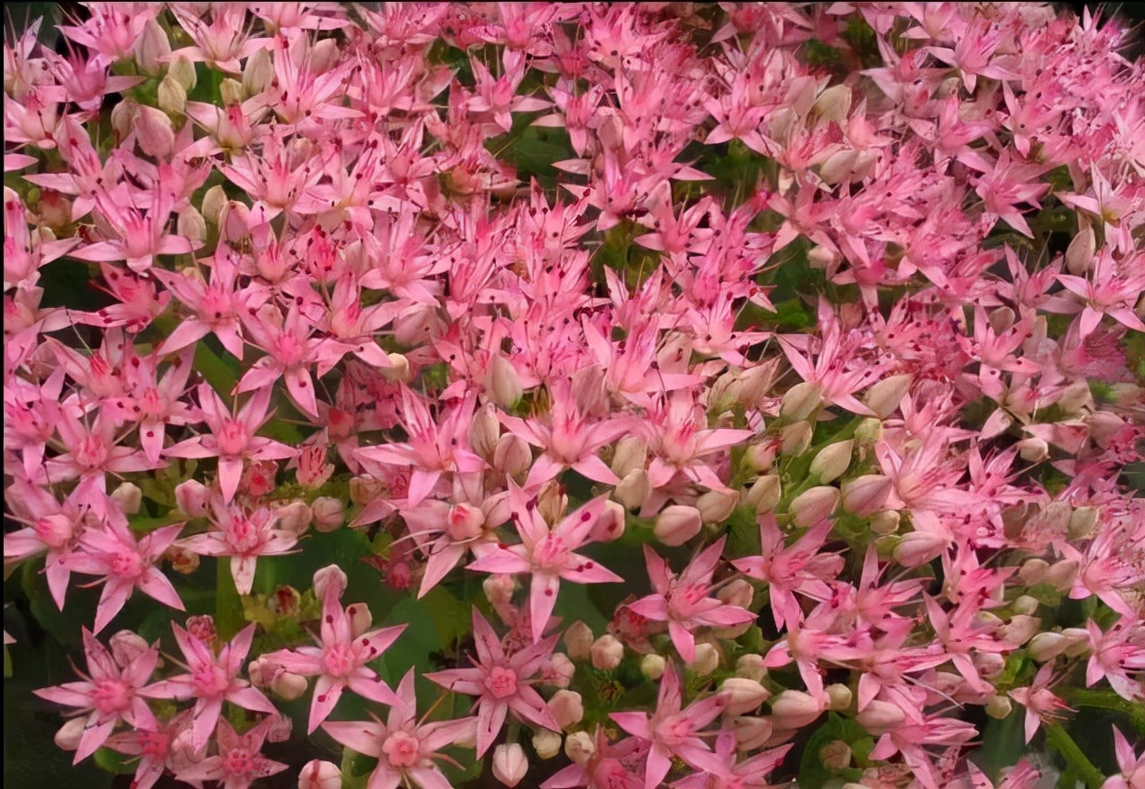 百种鲜花图片欣赏,十种最美丽的鲜花
