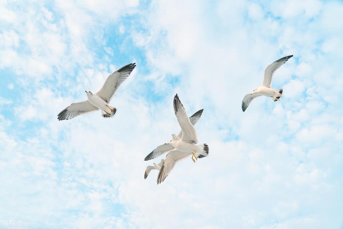 太阳星座查询上升星座,星座怎么分辨太阳星座月亮星座