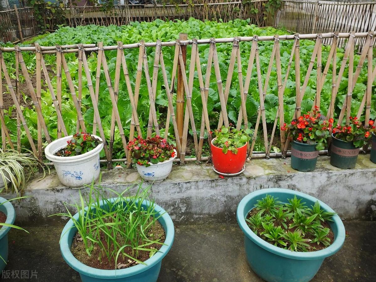 四川各种蔬菜种植时间表按季节,一年四季种植蔬菜瓜果时间表