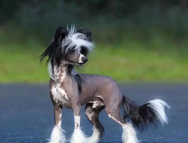 世界上最小的犬种排名,世界上最小的犬种是什么