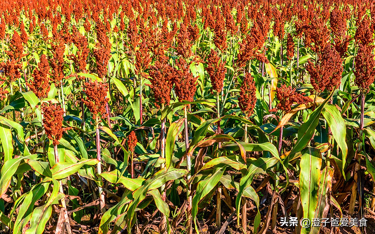 喝白酒需要用什么醒酒,白酒也需要醒酒你知道吗
