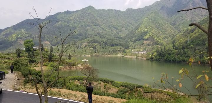 纯净水泡茶比自来水泡茶好喝,哪些茶用开水冲泡好喝又健康
