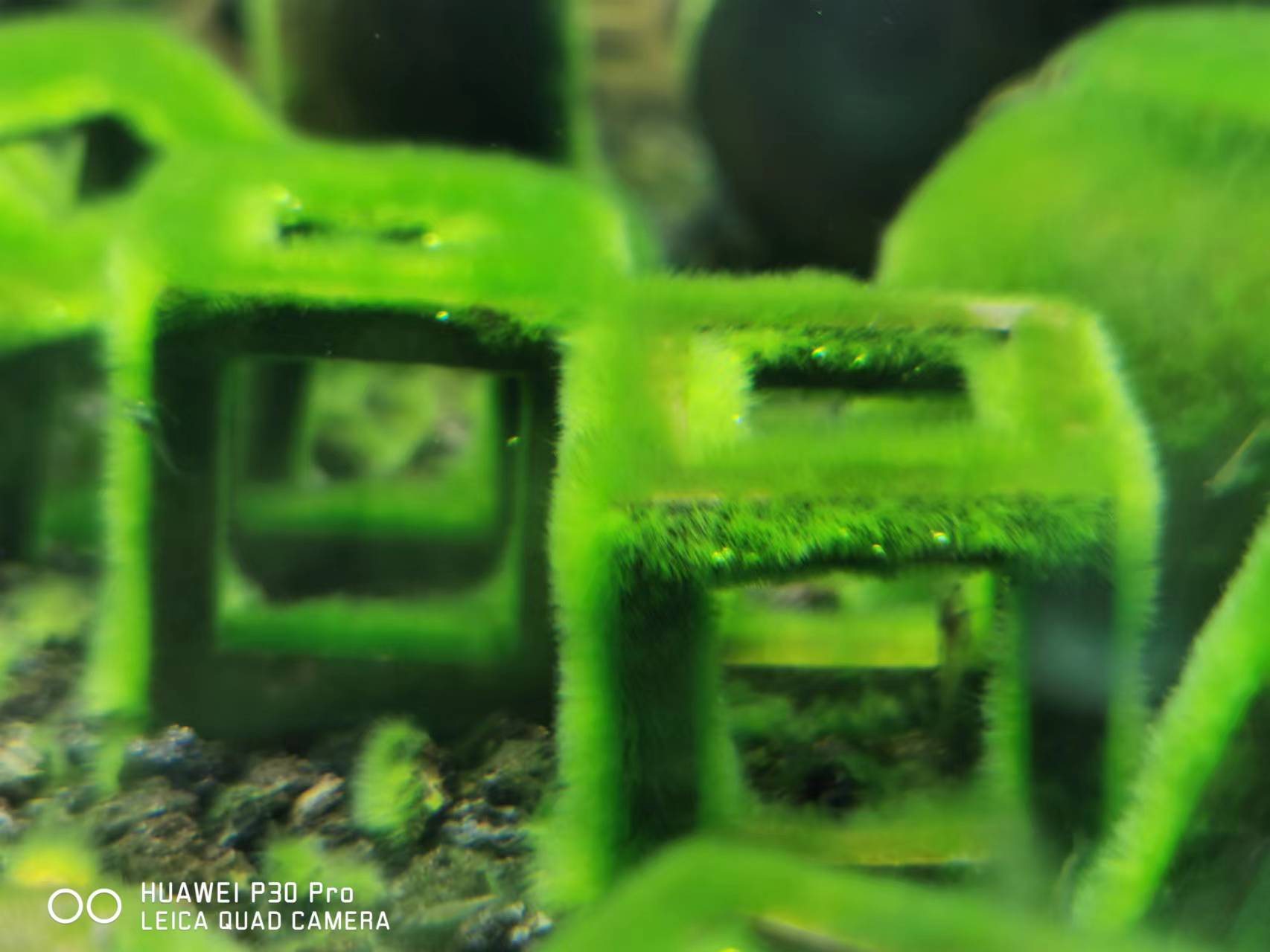 藻类植物可以预防疾病吗,杀菌盐可以预防藻类吗