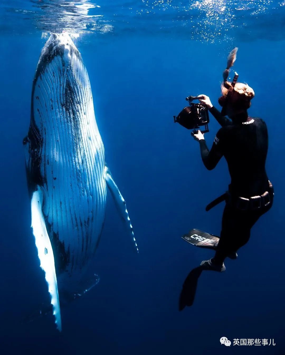 巨型座头鲸搁浅海滩数小时,巨大座头鲸出水瞬间