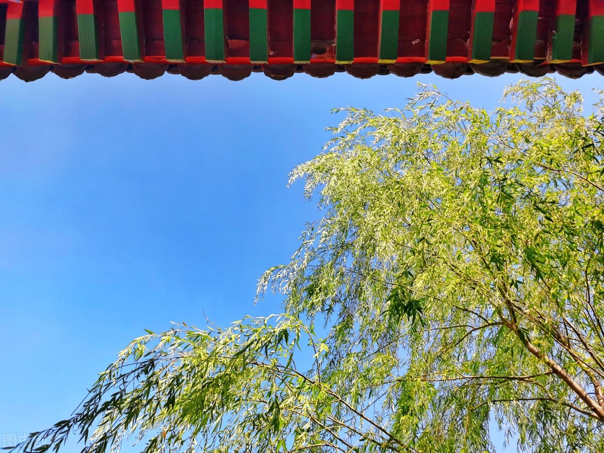 风吹杨柳万千条选段,风吹杨柳万千条指什么生肖