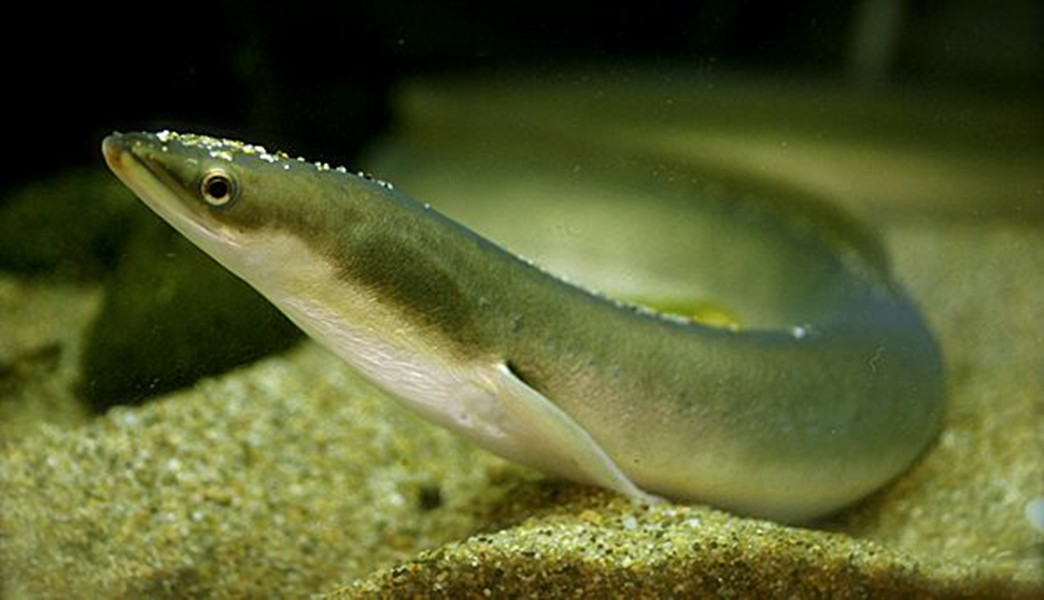 被吃成濒危物种的鱼,被人吃到濒临灭绝的野生动物