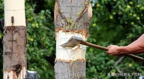 大爷砍自家树却被罚3万,大爷砍自家的树罚款14万