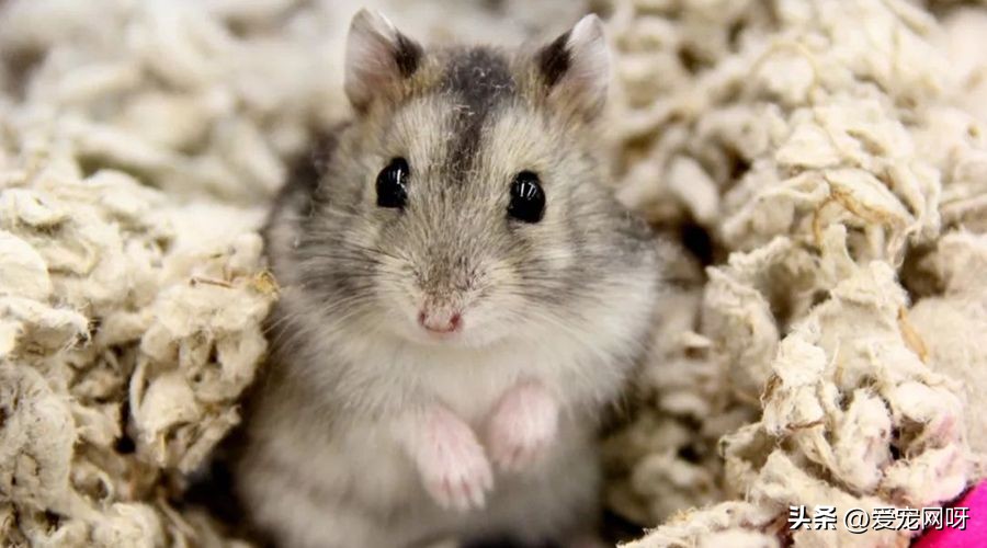 仓鼠品种大全及图片,仓鼠哪些品种不咬人