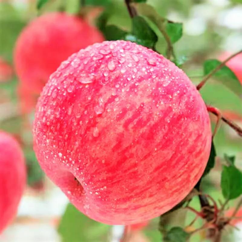 家乡的苹果,我家乡的苹果作文400字