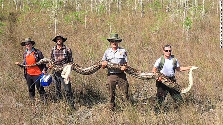 美国佛州最大缅甸蟒,美国蟒蛇泛滥原因