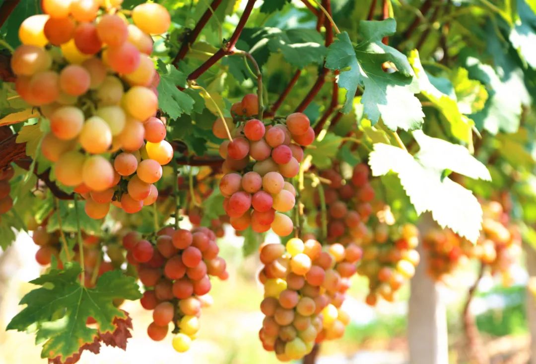 孝昌葡萄,优质农产品葡萄丰收