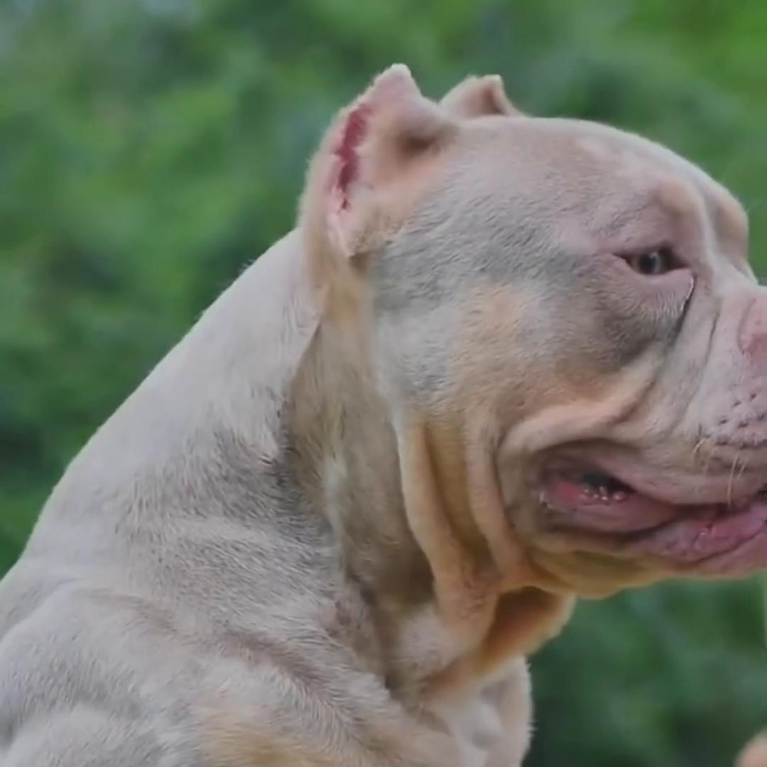 恶霸犬皮肤病混合感染怎么治疗,恶霸犬真菌性皮肤病用什么药