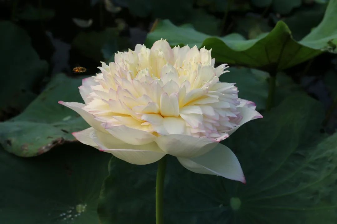 绝美的荷花品种大全图集,超好看荷花品种大型荷花