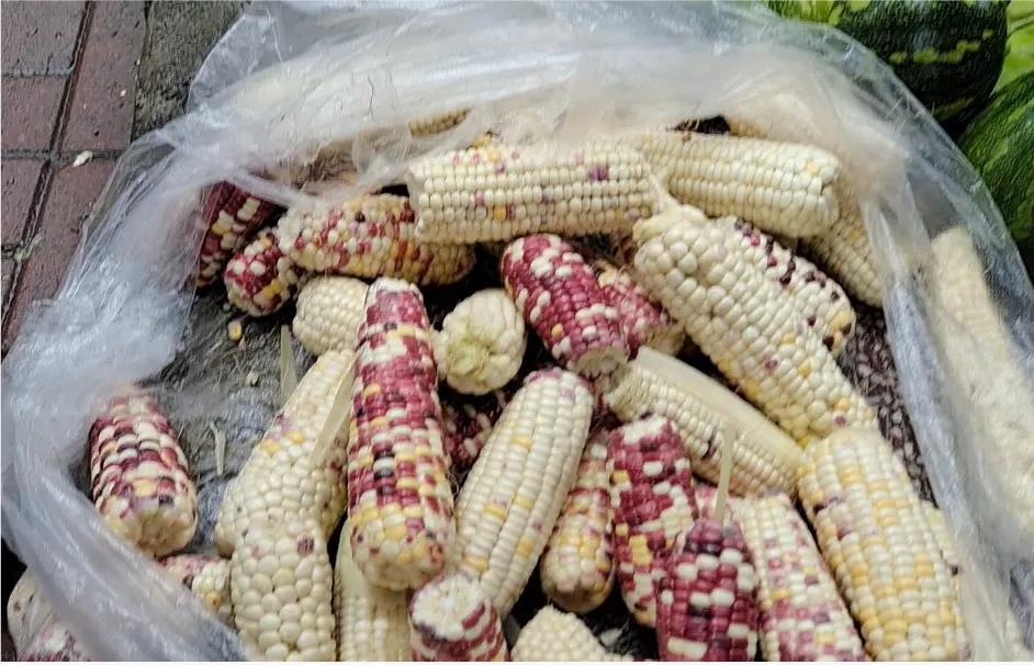 贵州六盘水避暑吃什么,六盘水避暑需要注意什么