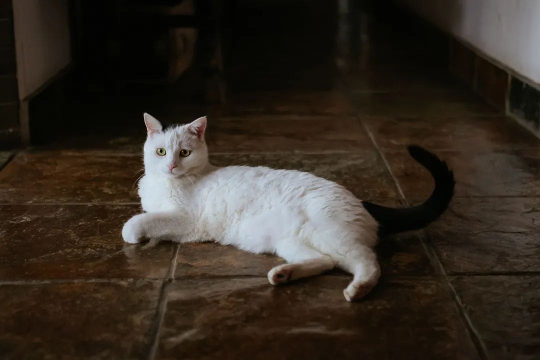 奇怪的蓝星人，小猫咪不懂