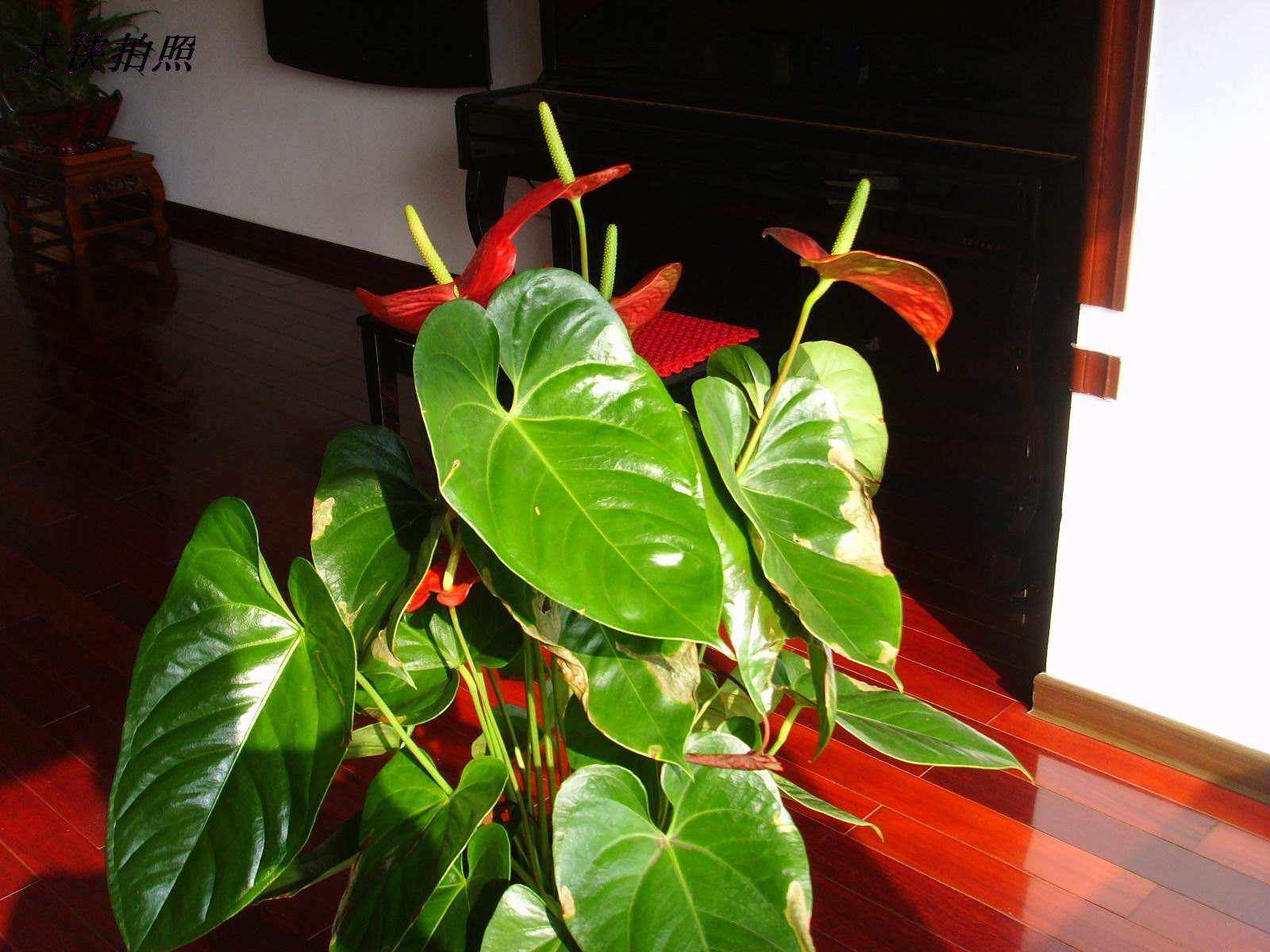 16种喜阴蔬菜,16种适合夏天养的花