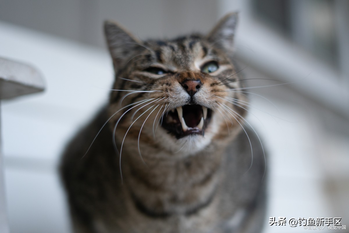 猫咪剃毛后发情怎么缓解,公猫咪剃毛后发情怎么缓解