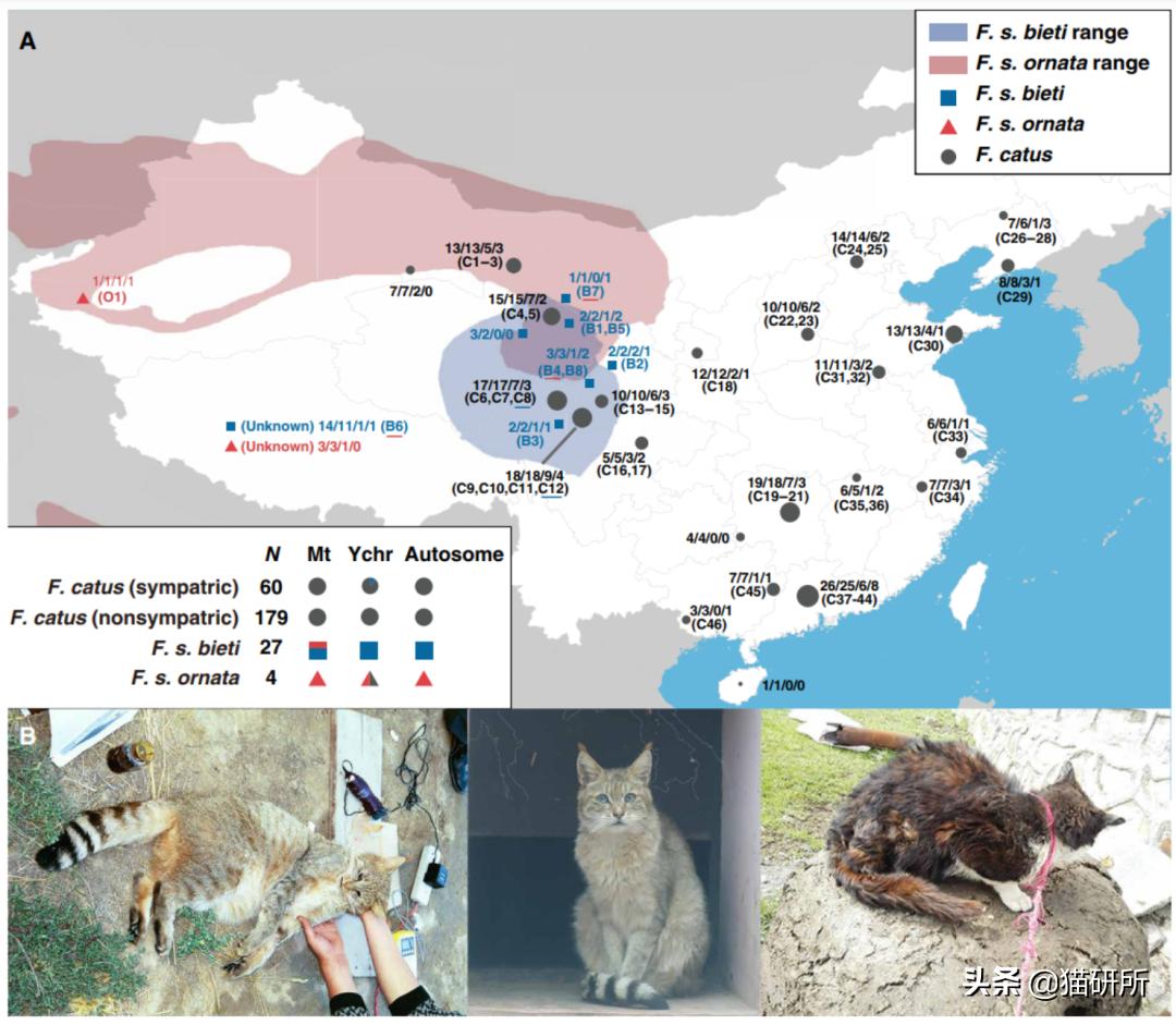什么猫咪和英短合得来,猫咪长毛英短怎么区分公母