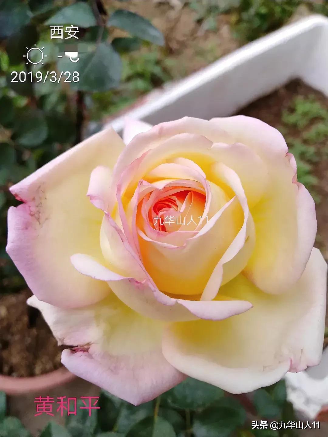 20cm大花重瓣月季品种,黄颜色大花月季是什么品种