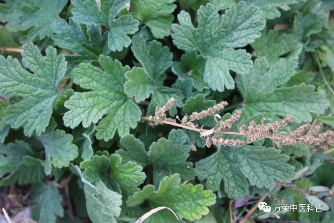 植物幼苗的发展过程详细,植物的幼苗在生长过程中