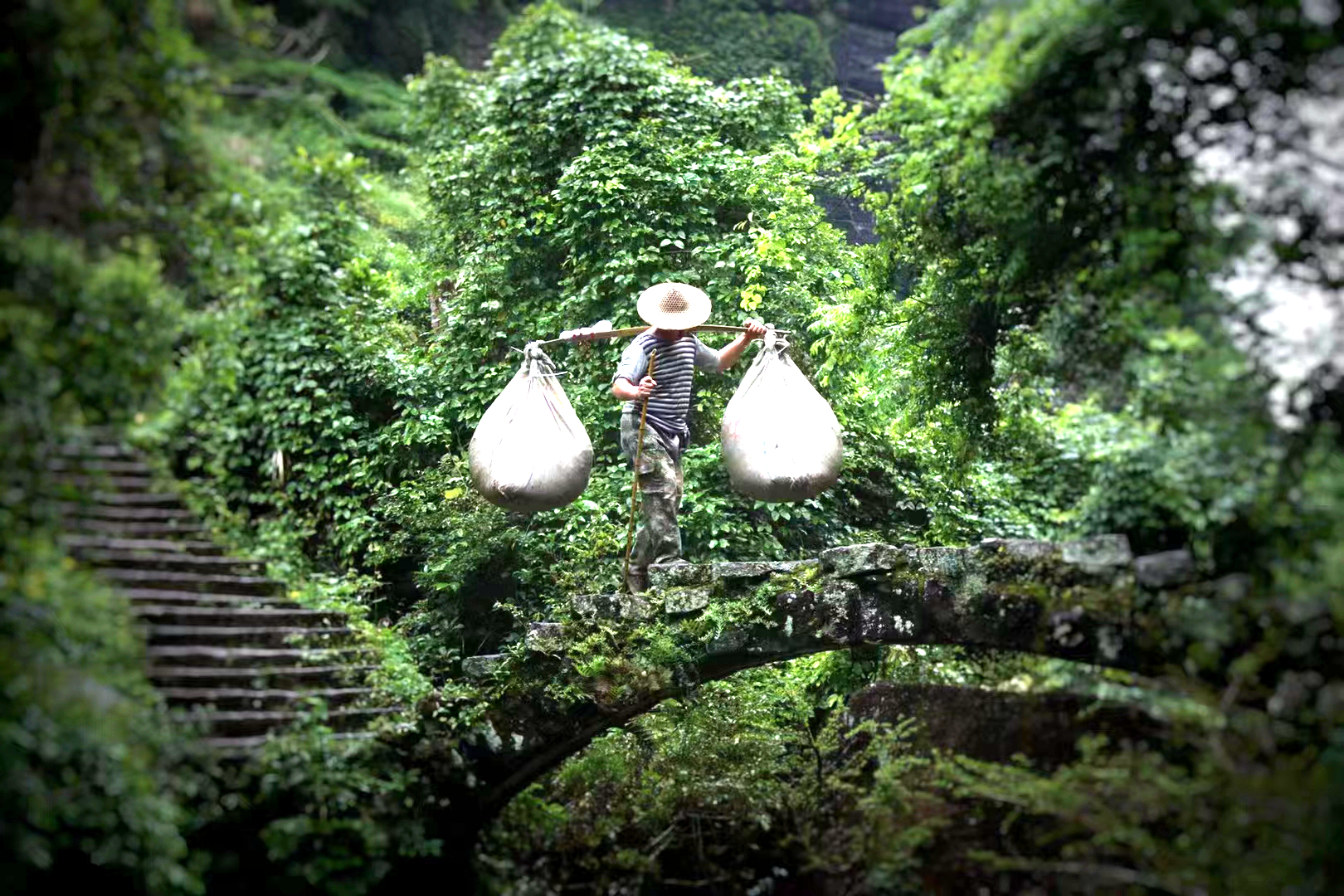 画上原唱版,乌龙茶里闹乌龙