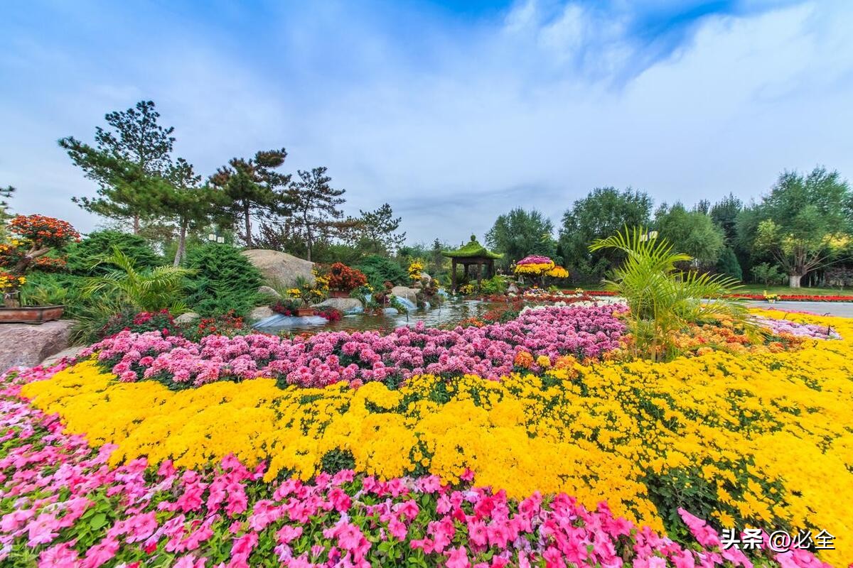 花坛设计及植物配置表,花坛的7种类型