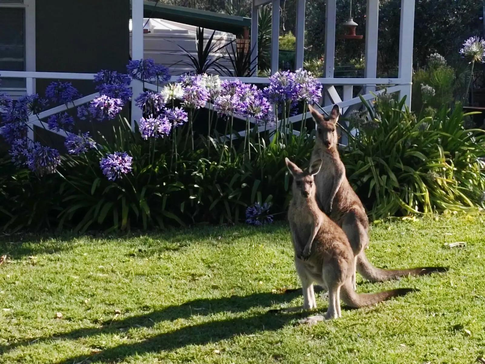 澳大利亚为什么射杀袋鼠,袋鼠为什么会被人杀
