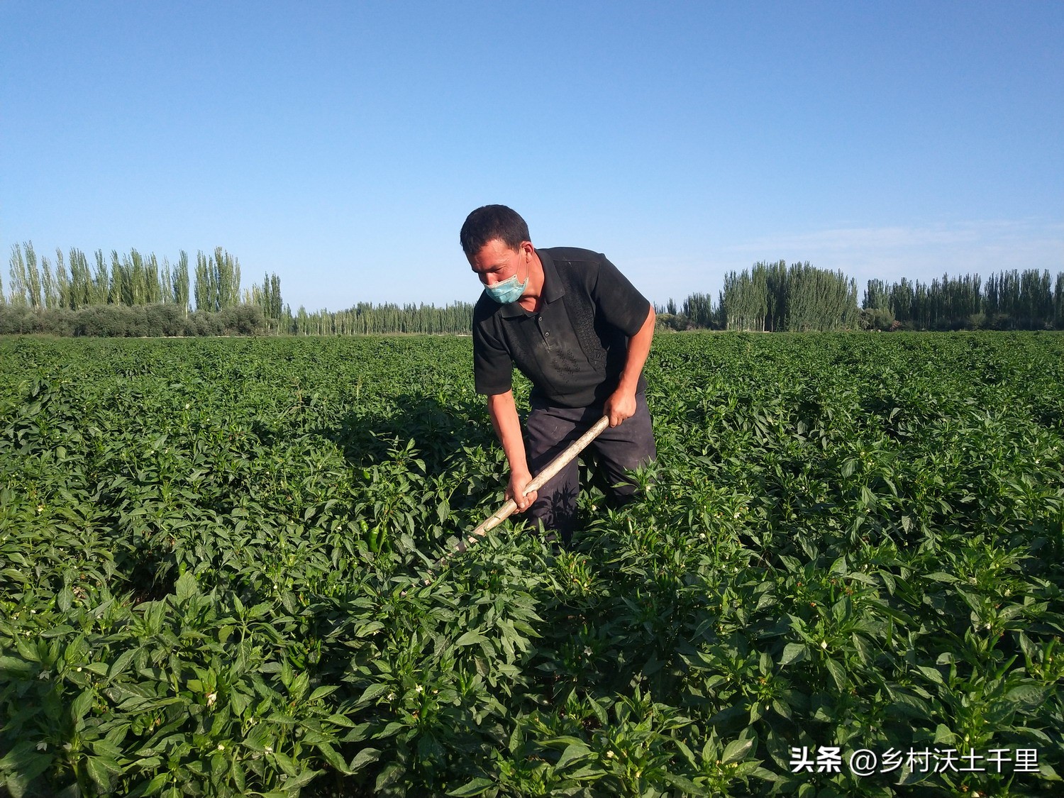 阳台种的辣椒为什么开花不结辣椒,辣椒只开花不结辣椒是什么原因