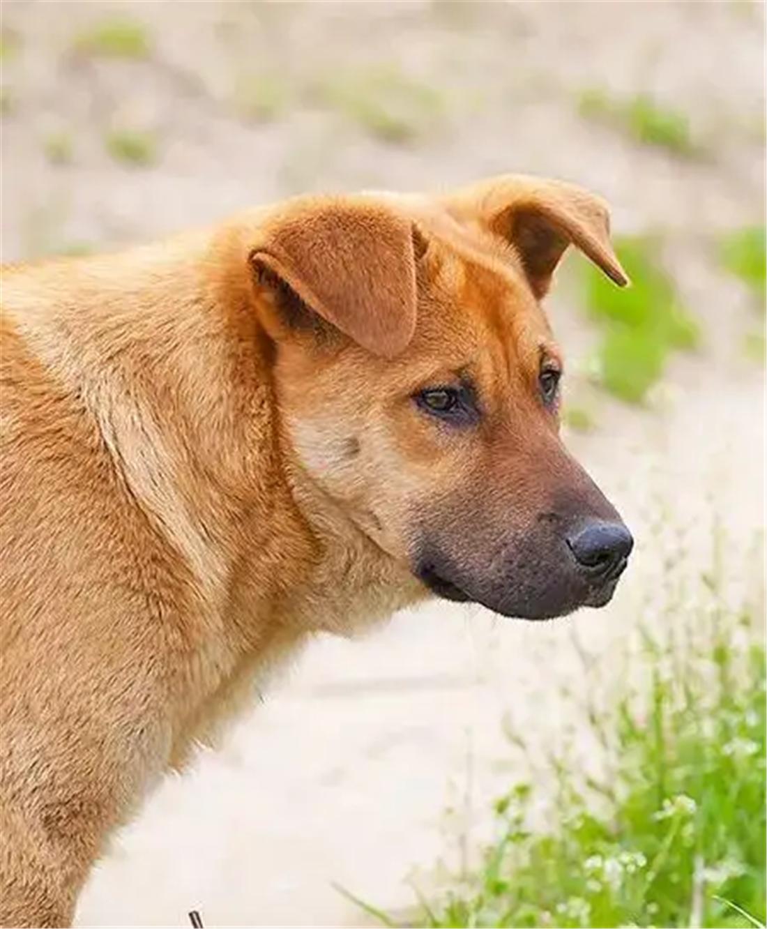 土狗自驾川藏线上,川藏游被狗追