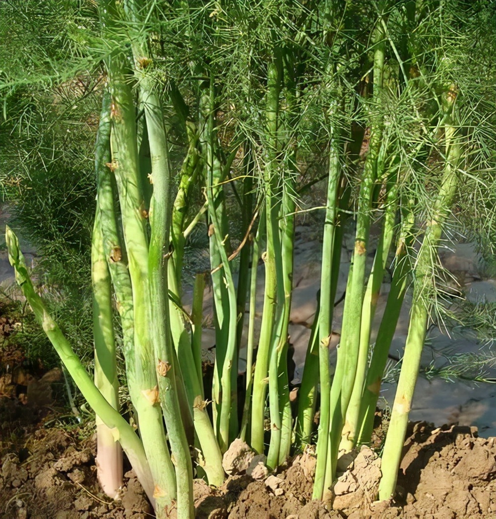 奶奶家带回一包“黑籽粒”,1把撒在花盆里,20天冒出大片芦笋来