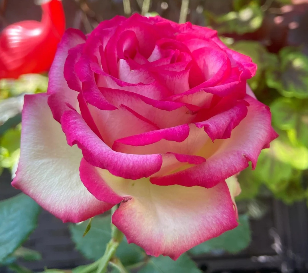 12种大花月季,大花有哪些月季品种好看