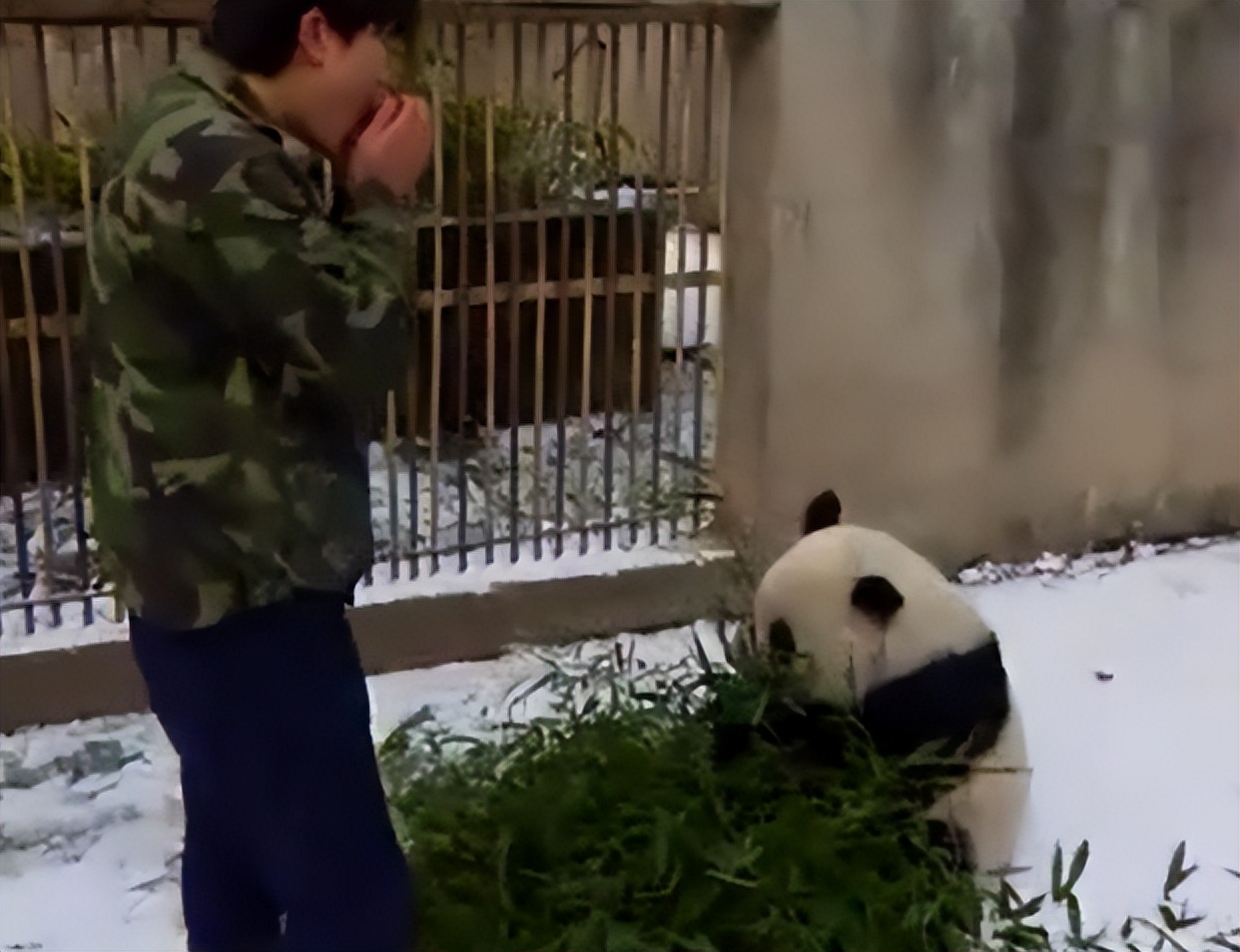 大熊猫高高成长,野生大熊猫高高学爬树