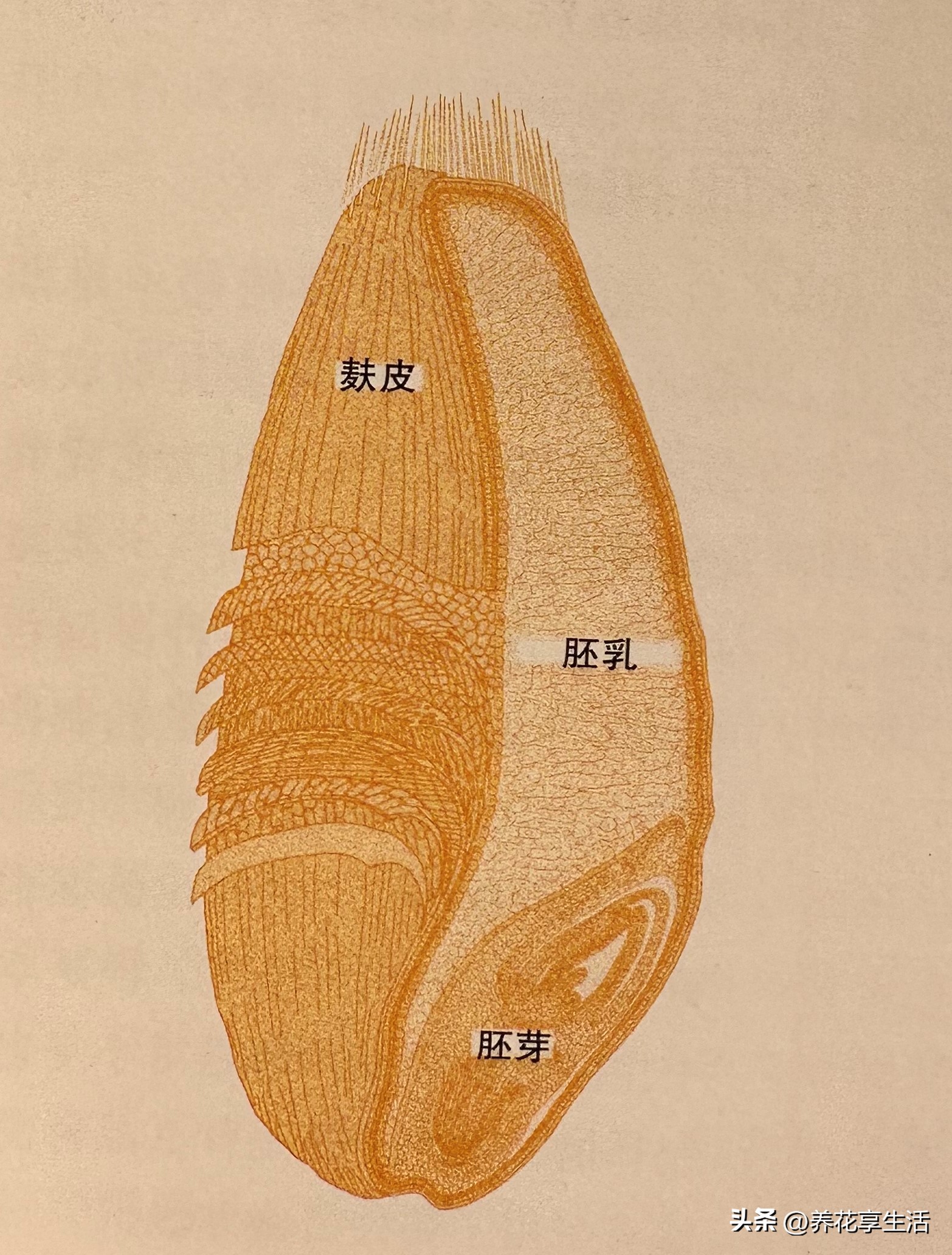 蛋糕用小麦粉属于高筋还是低筋,做蛋糕是用高筋还是低筋面粉