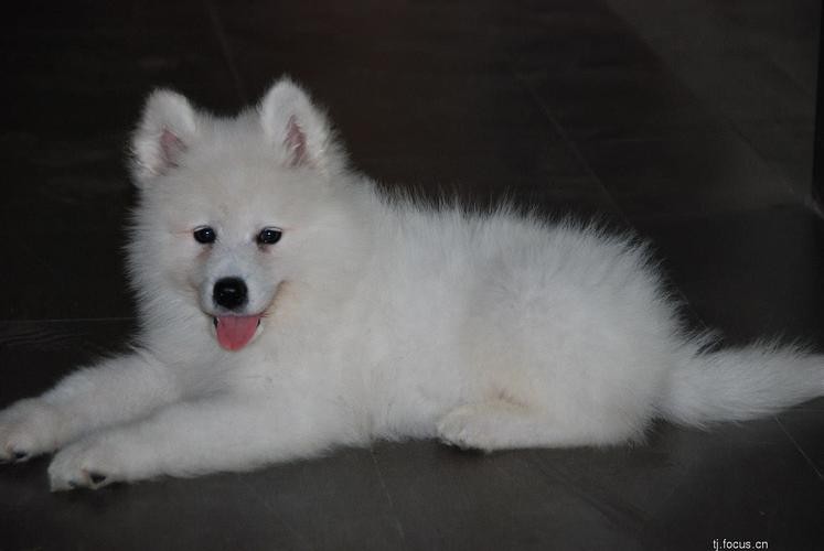 养萨摩必备知识大全,怎么养萨摩才能快速长大