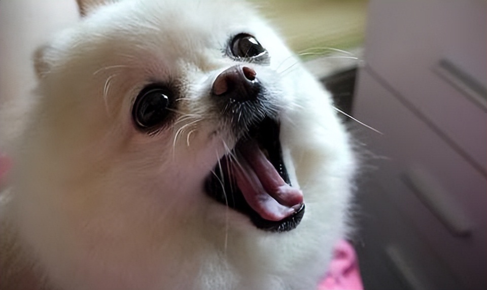 如何挑小狗不会挑到病狗,狗市挑狗的注意事项