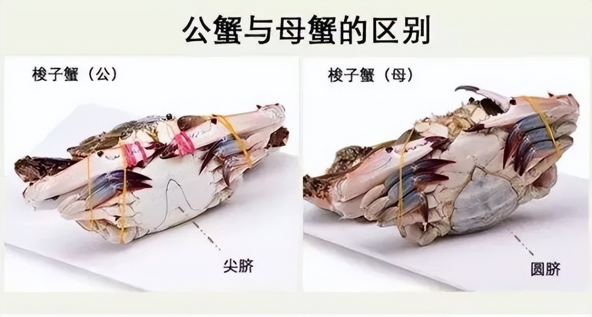 秦皇岛开海海鲜图片,开海后的生猛海鲜已抵达秦皇岛